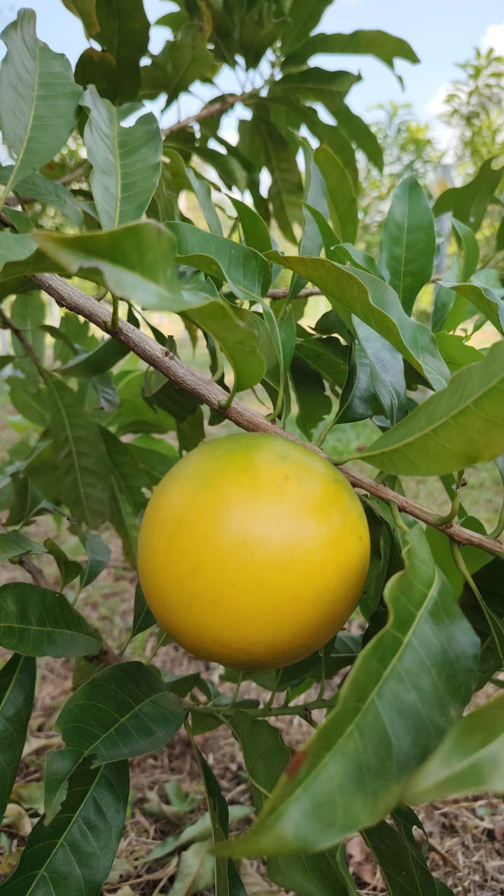 Agriculure Images