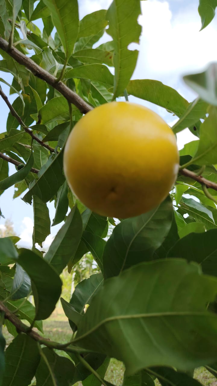 Agriculure Images