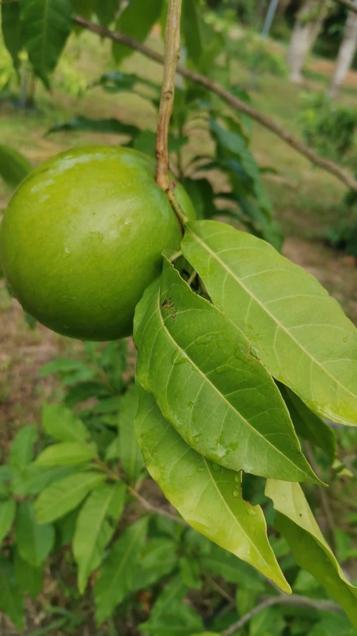 Agriculure Images